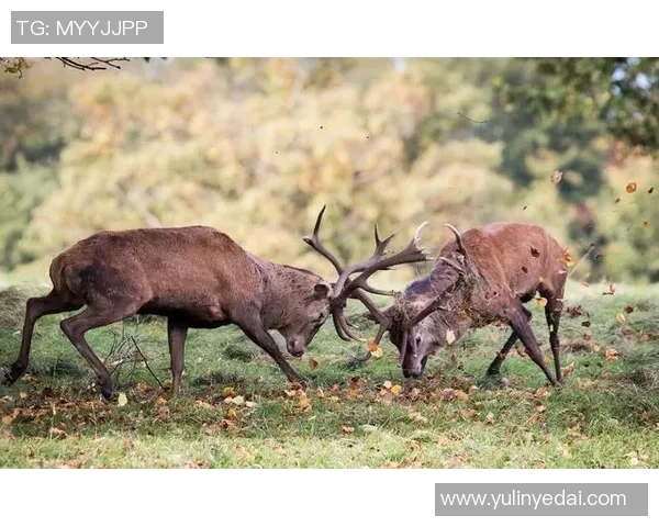 雄鹿栖息地与生态保护研究：探索雄鹿种群增长与环境适应的关系